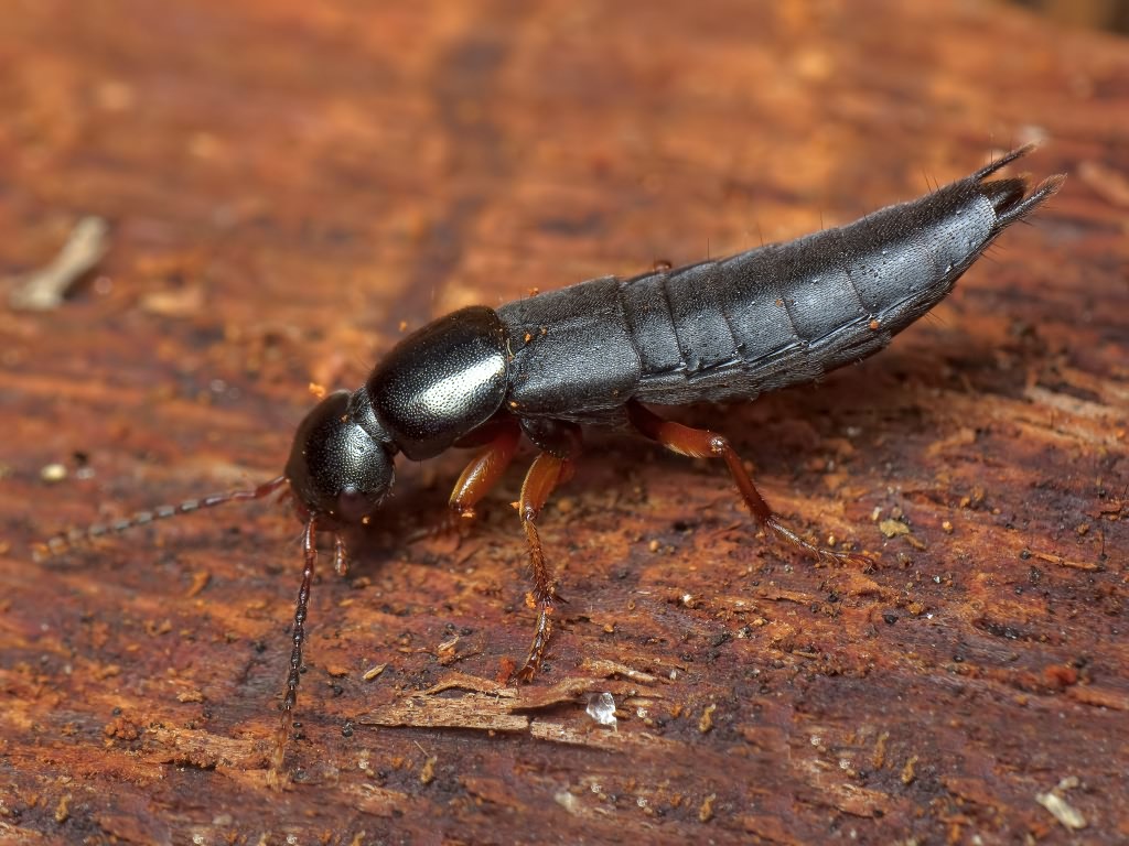 Ocypus brunnipes (Fabricius, 1781)